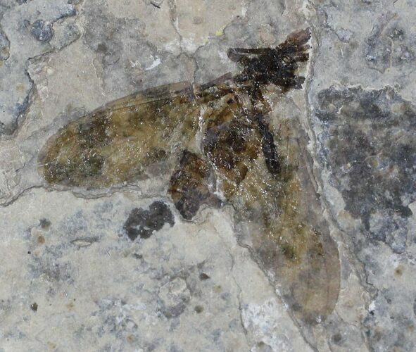 Fossil March Fly (Plecia) - Green River Formation #26801